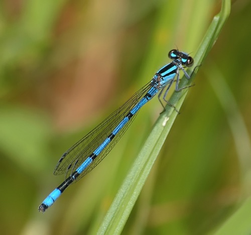 Male
2008_07_21_NC